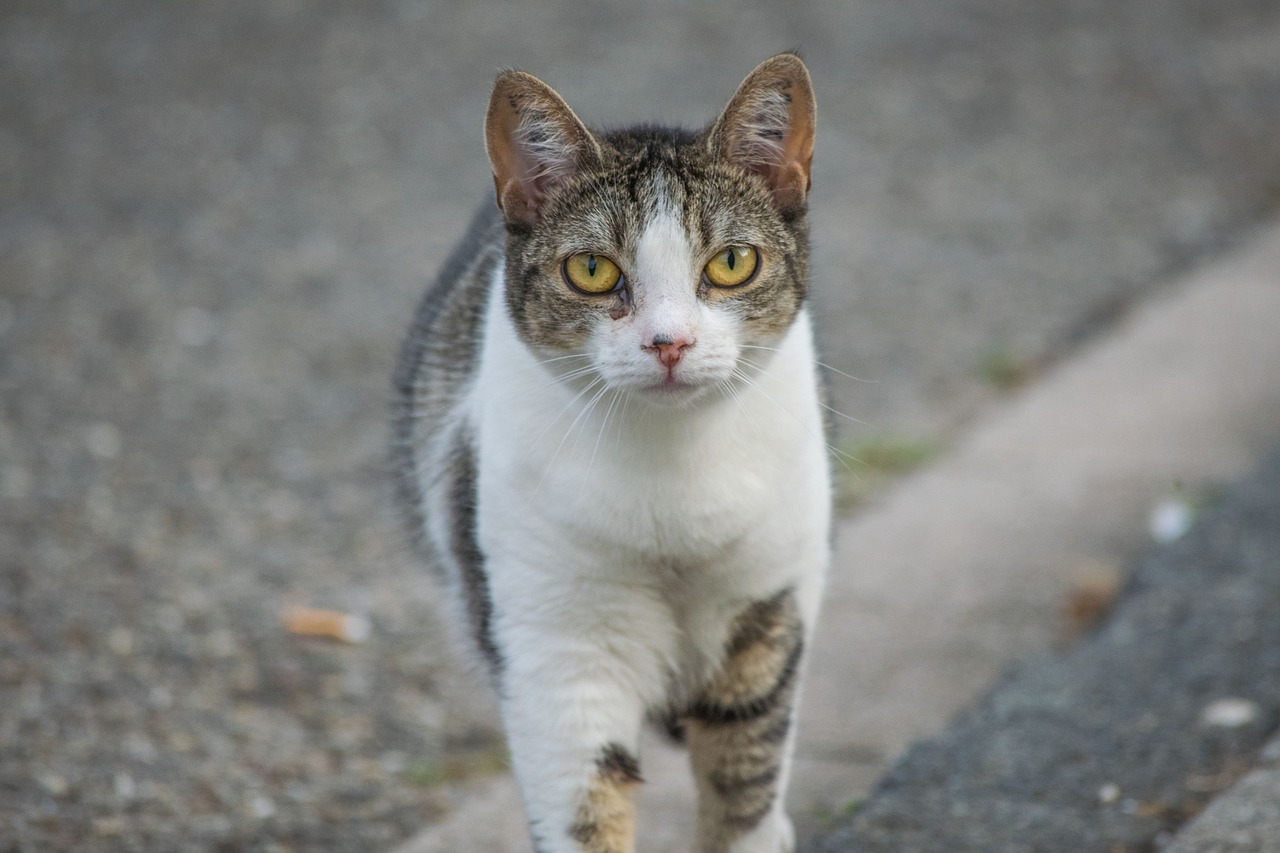 cat street focus free photo