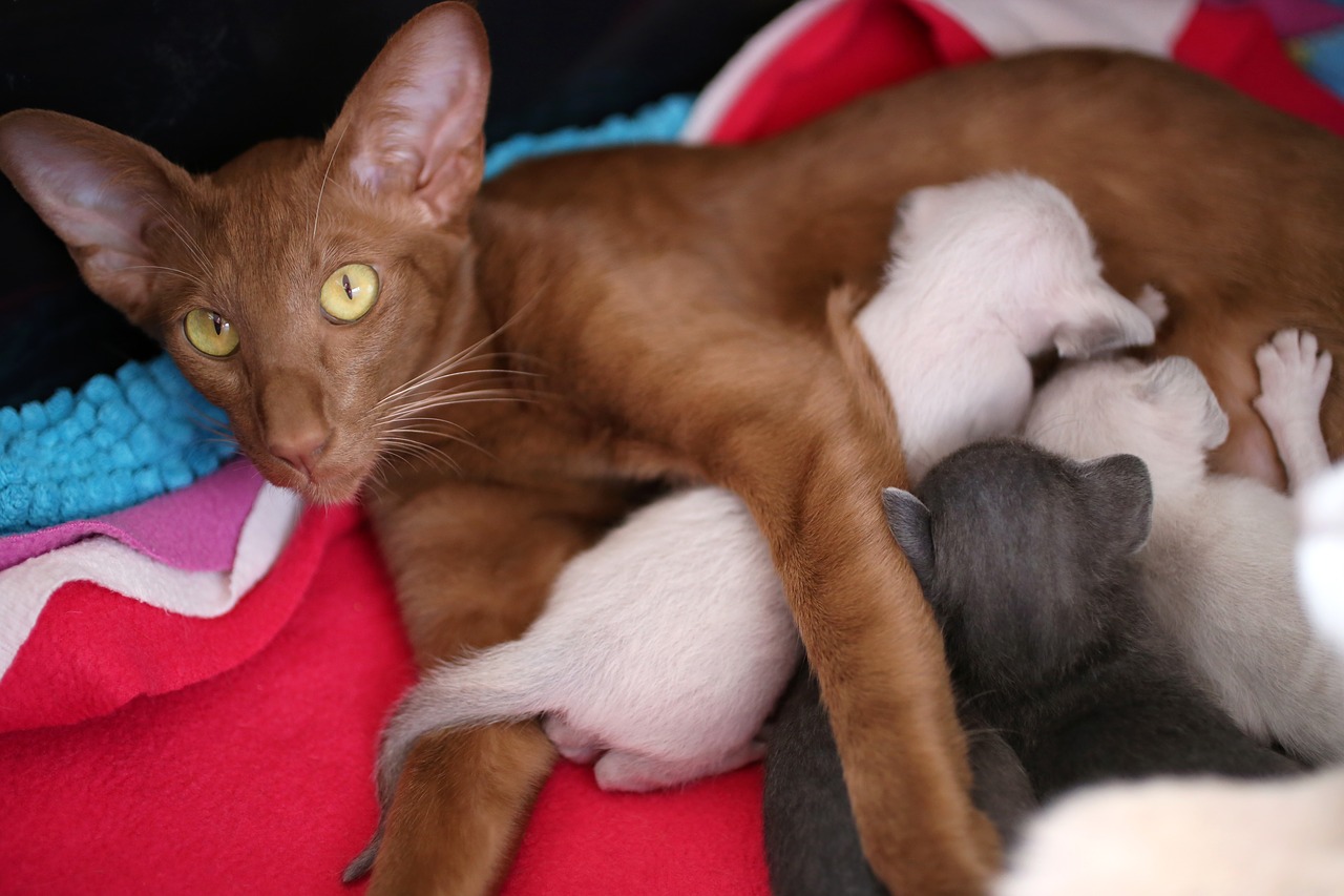 Cat Kitten Kittens Litter Oriental Shorthair Free Image From