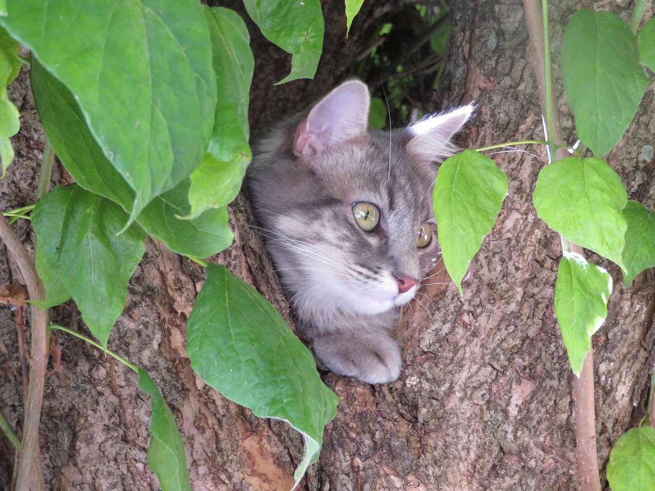 cat head grey free photo