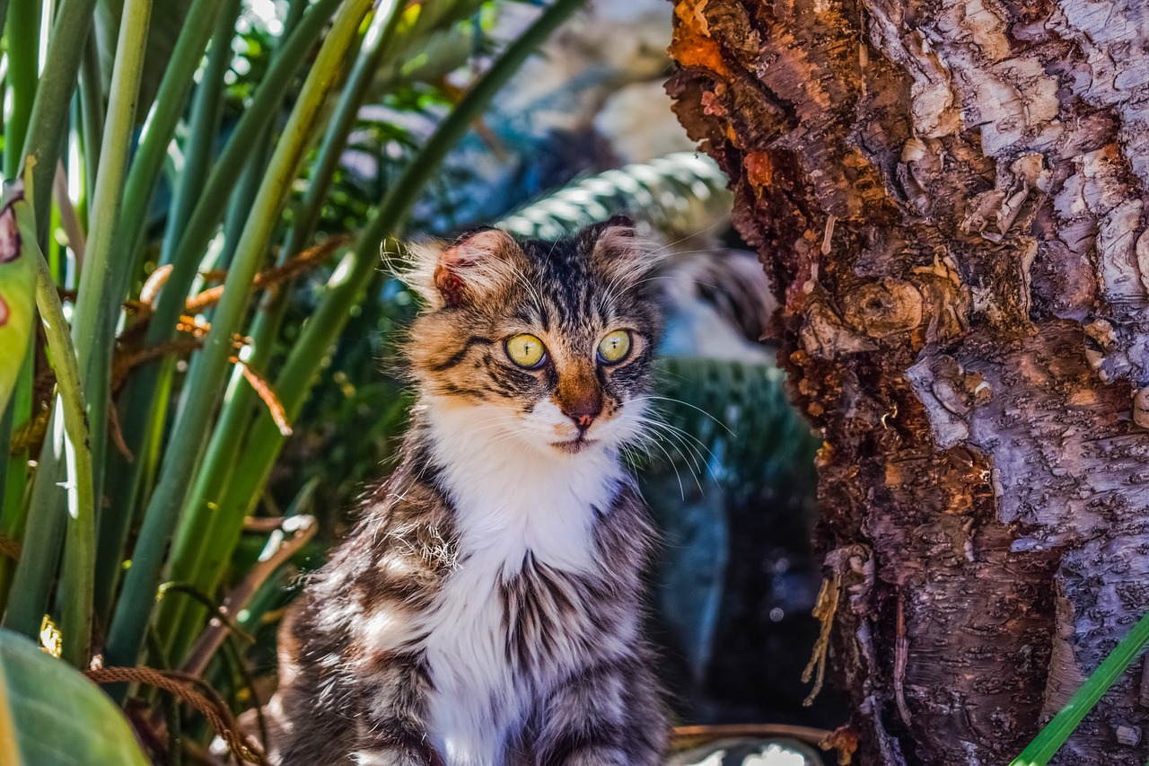 cat stray eyes free photo