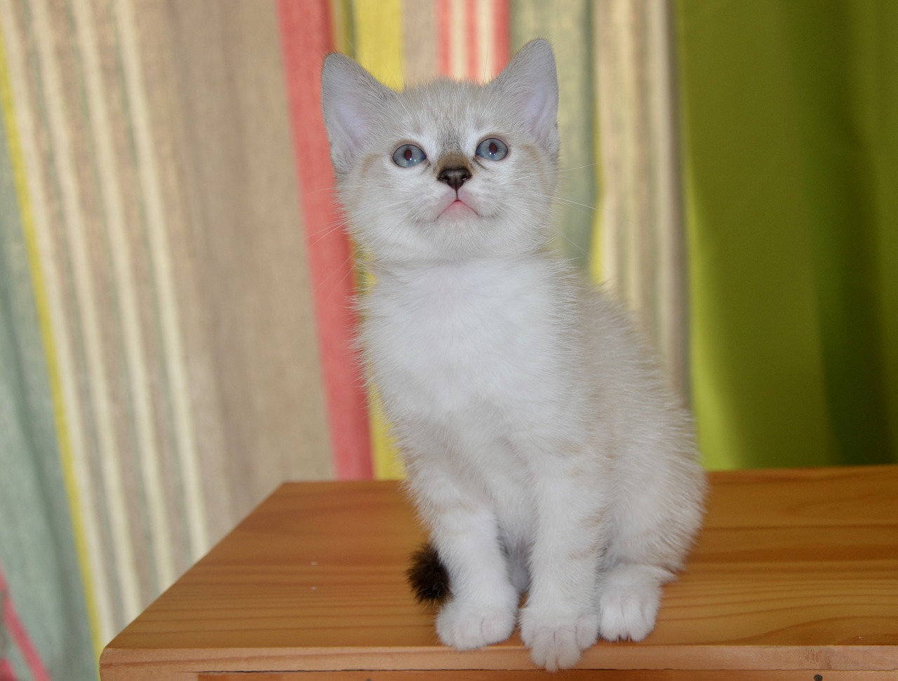 cat kitten eyes free photo