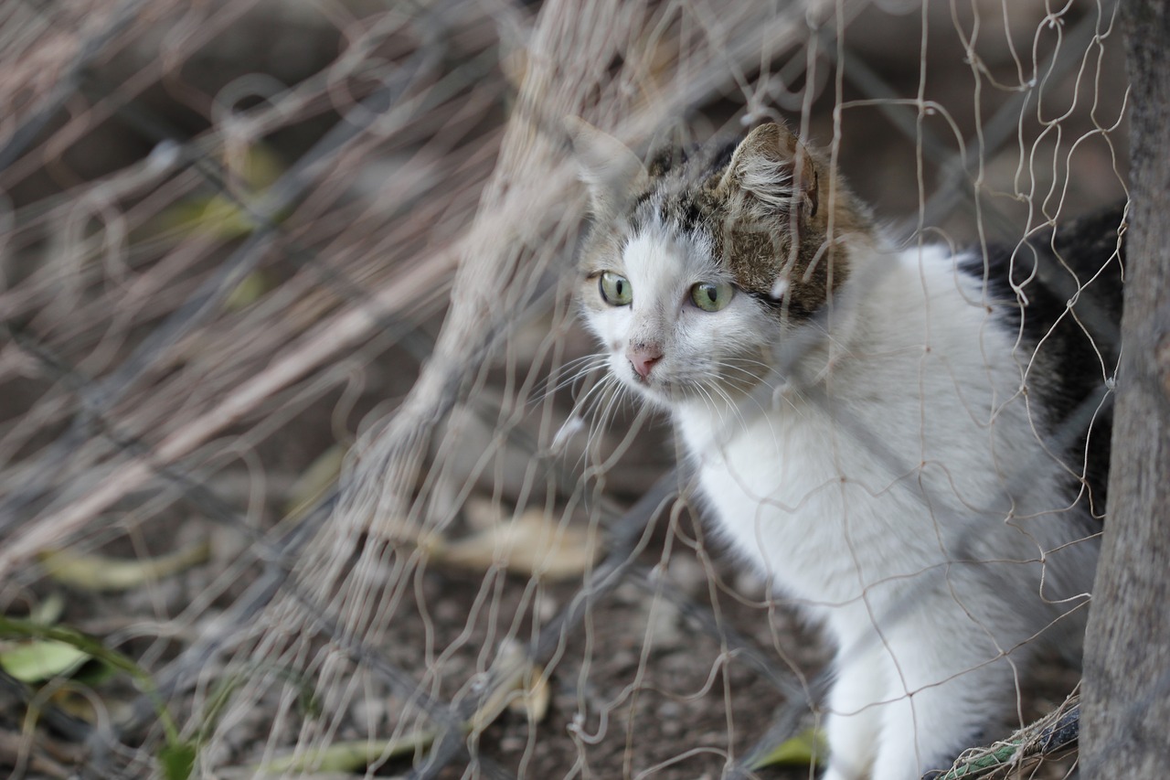 cat animal animal portrait free photo