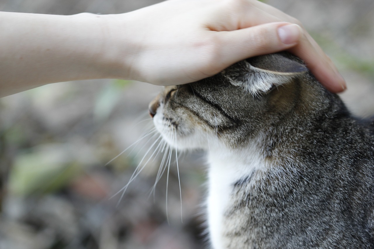 cat animal animal portrait free photo