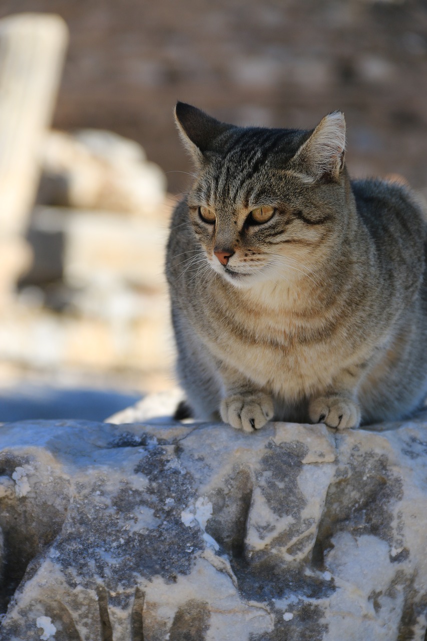 cat animal animal portrait free photo