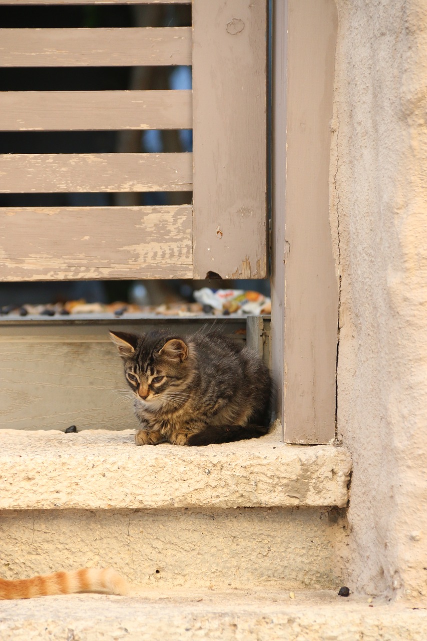 cat animal animal portrait free photo