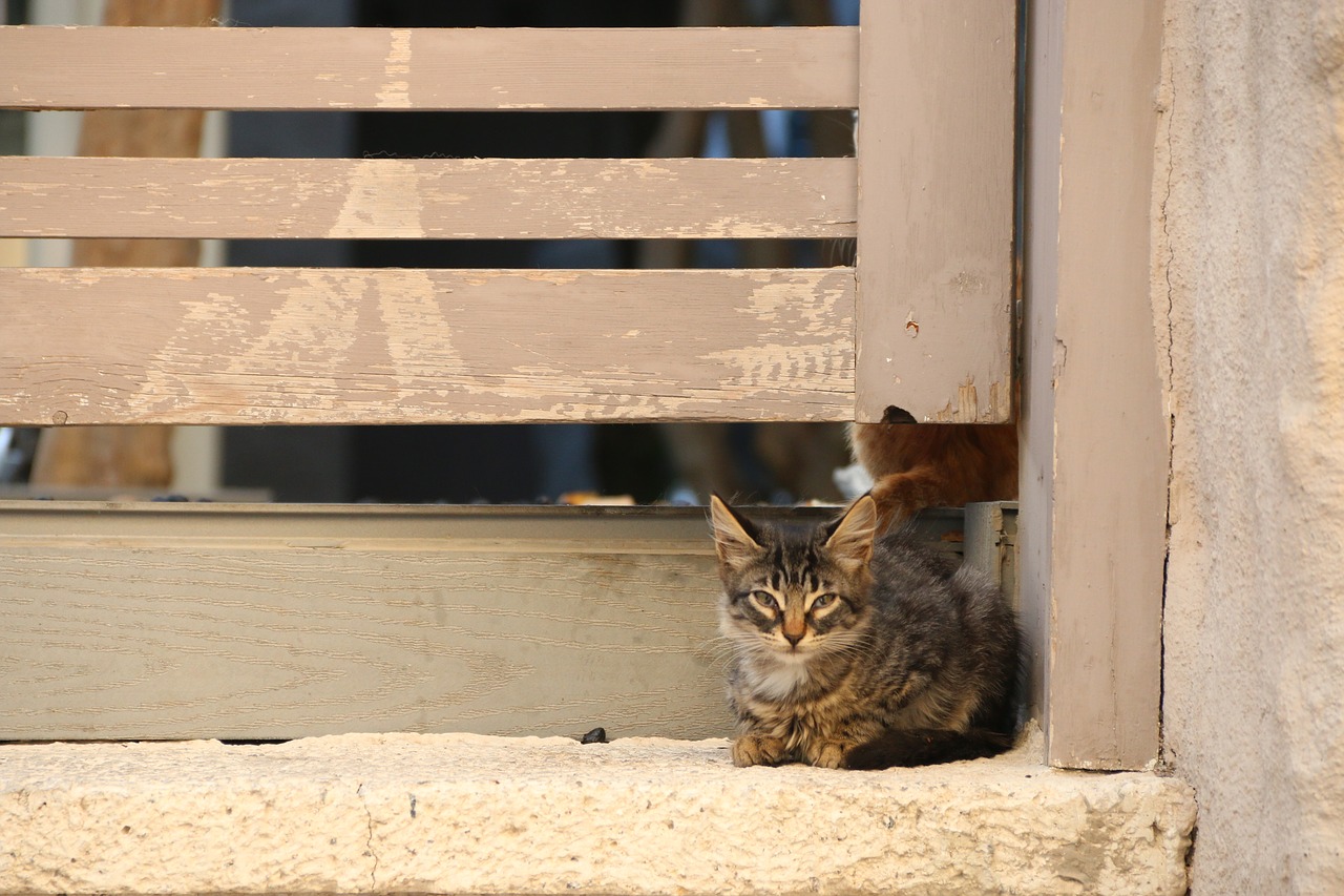 cat animal animal portrait free photo