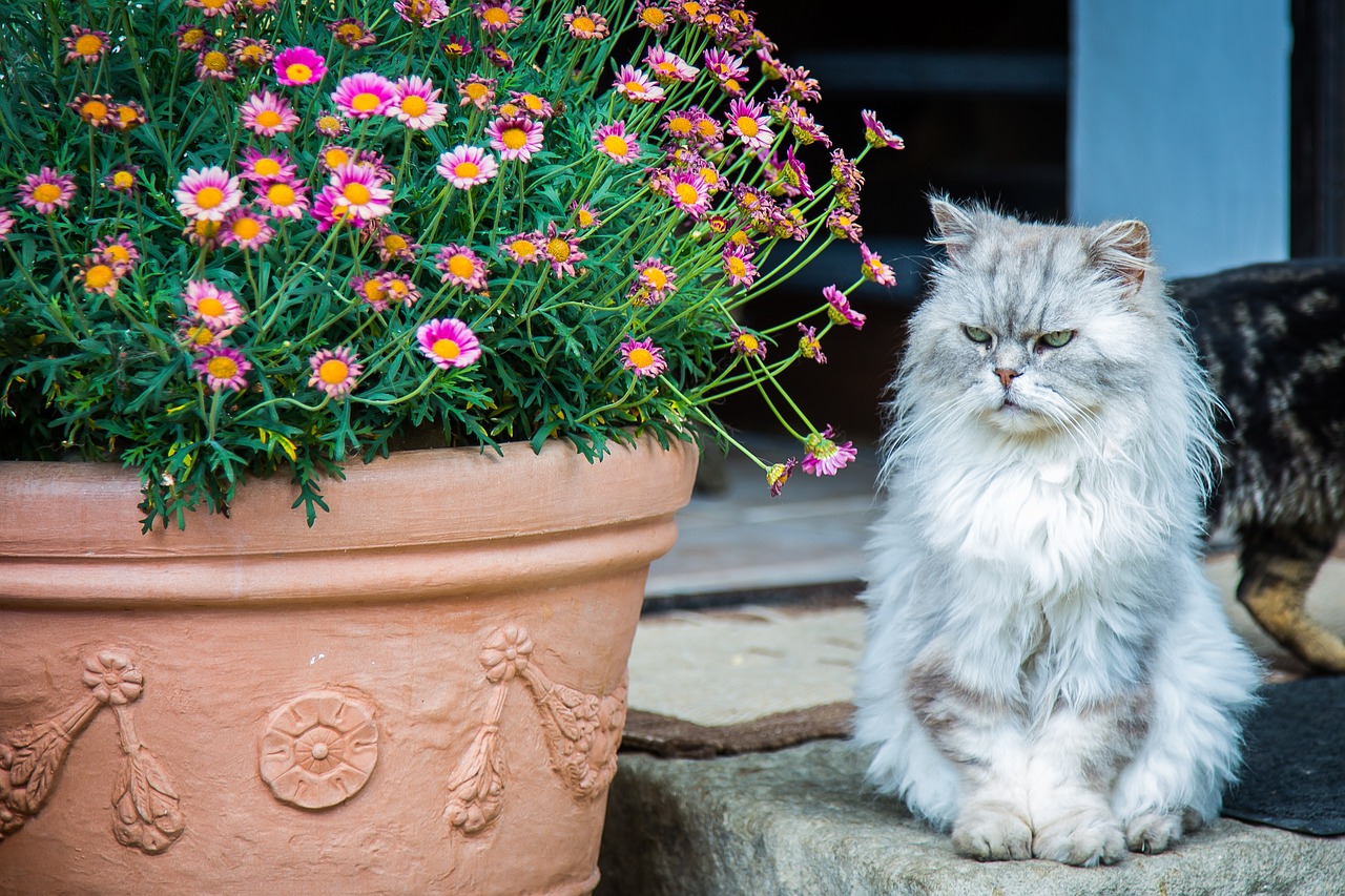 cat persian cat pet free photo