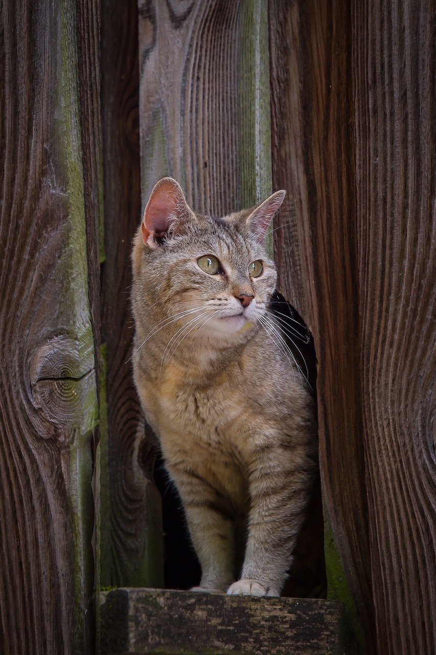 cat pet kitten free photo