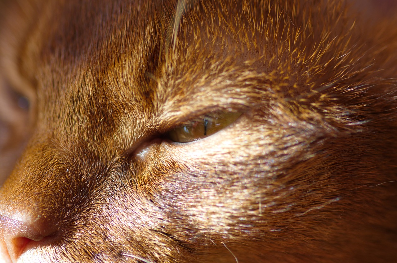 cat cat's eyes abyssinian free photo