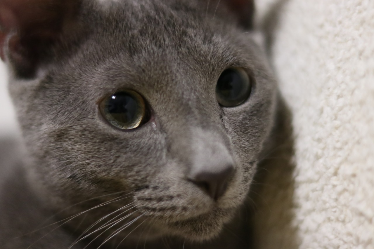 cat russian blue kitty free photo