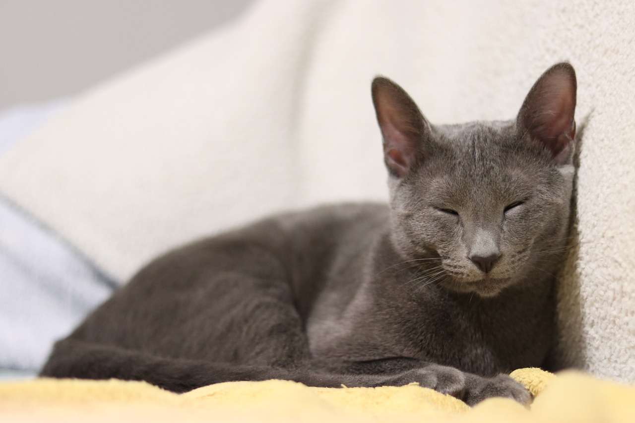 cat russian blue kitty free photo