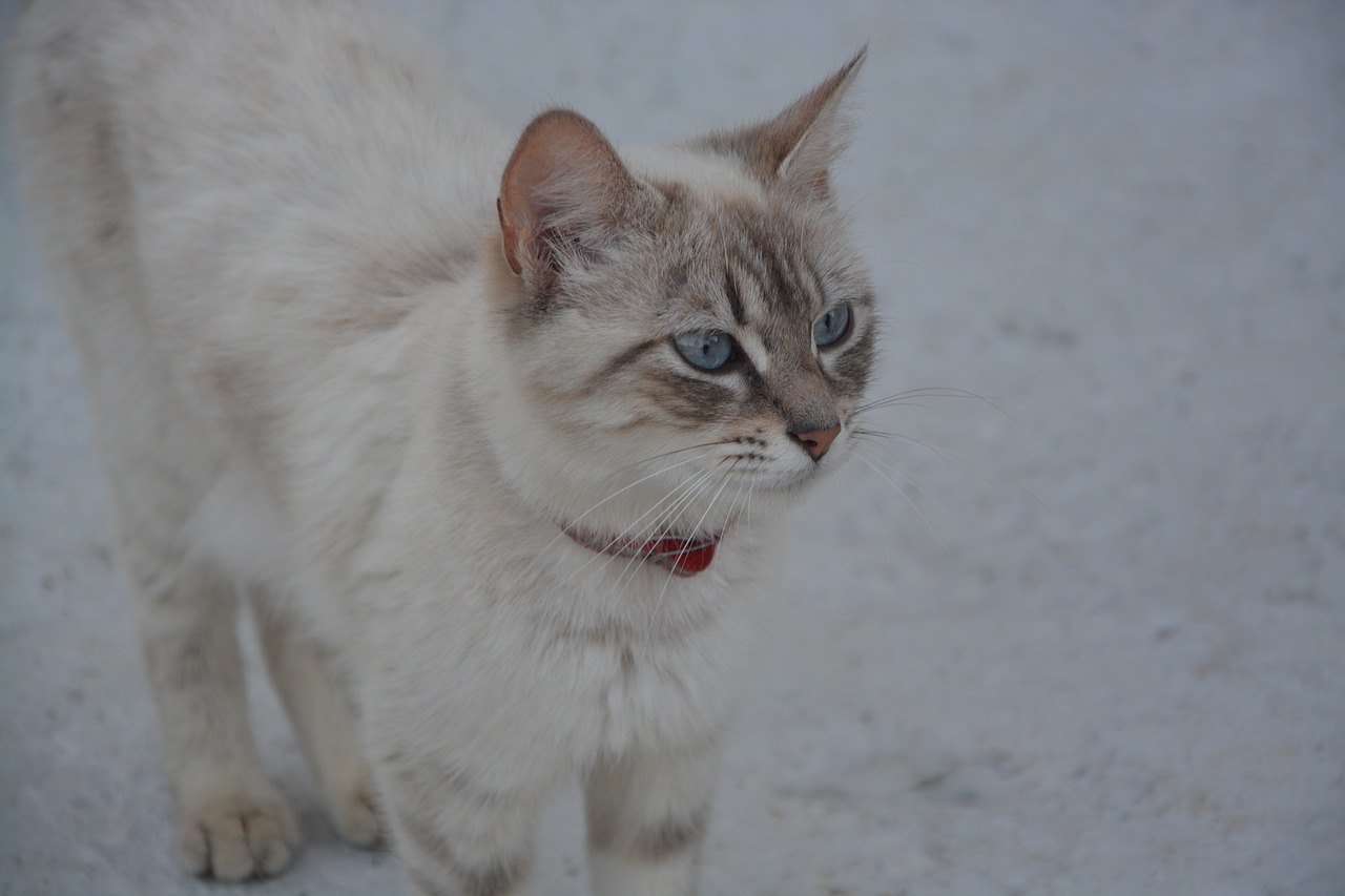 cat blue eyes profile free photo