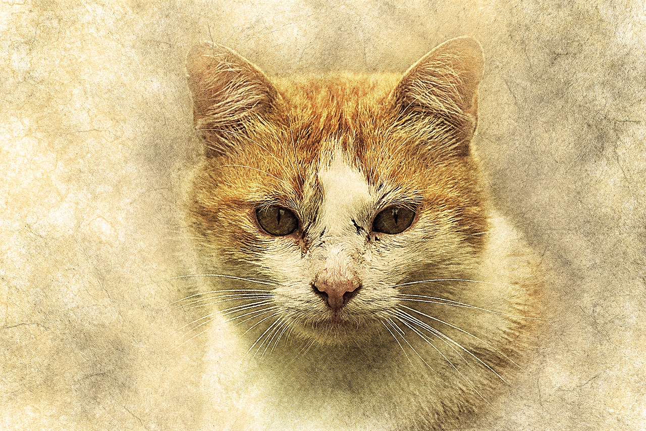 cat pet art free photo