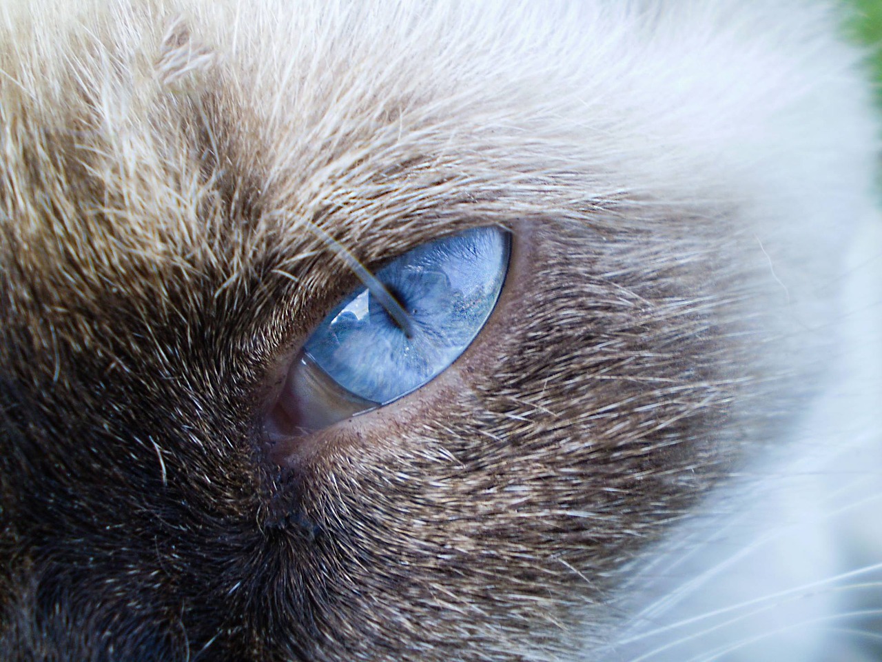 cat siamese blue eyes free photo