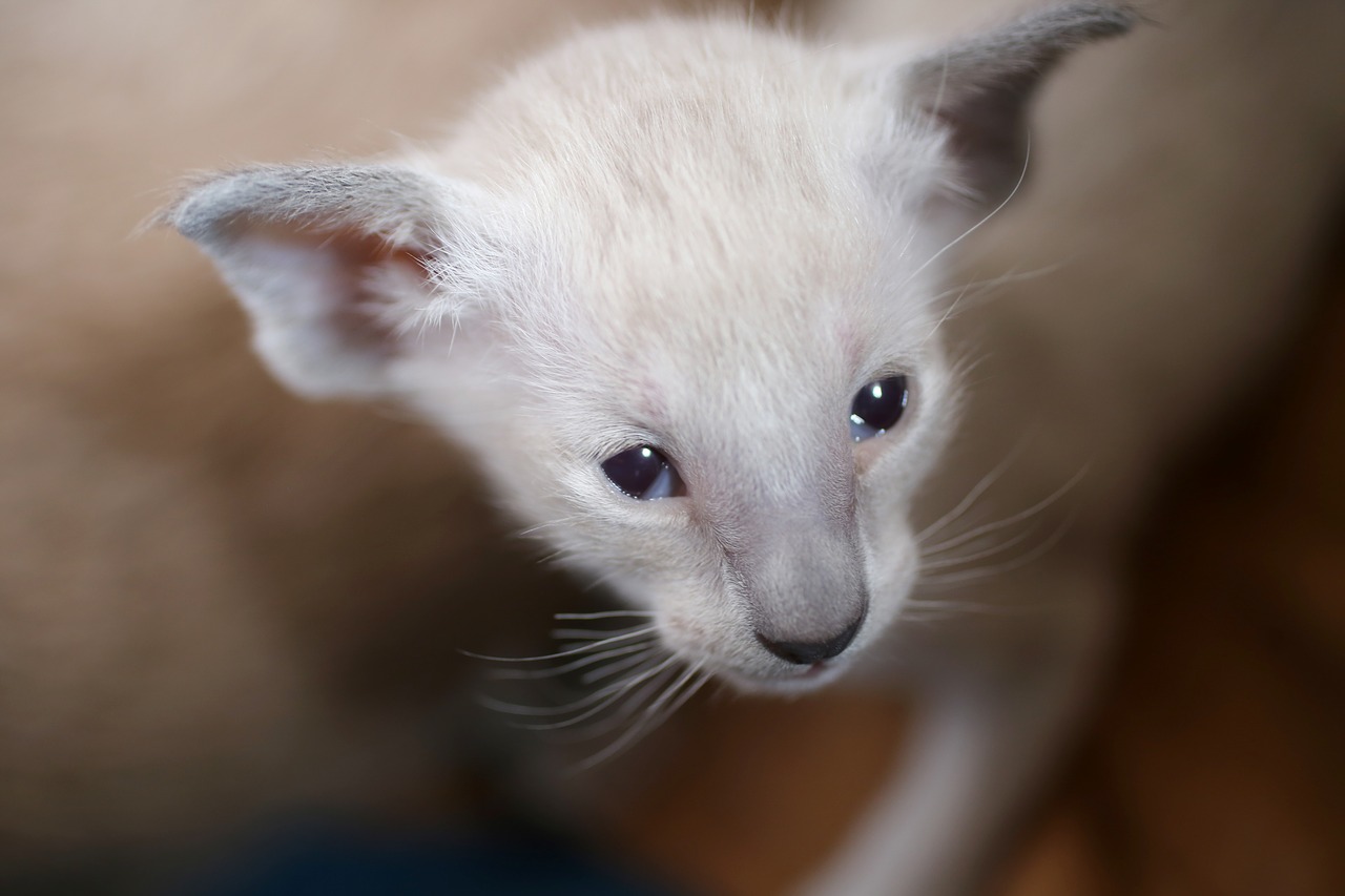 cat kitten siamese cat free photo