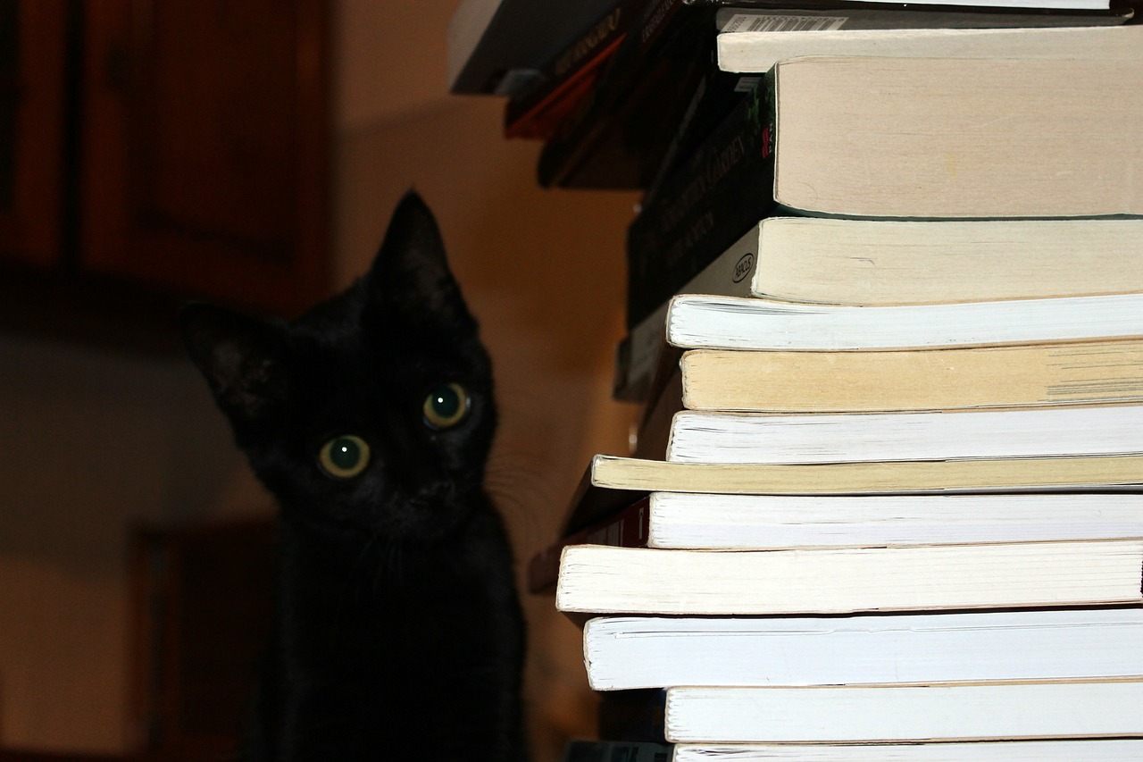 cat books black free photo