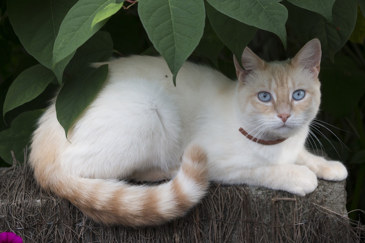 cat cat eyes blue free photo