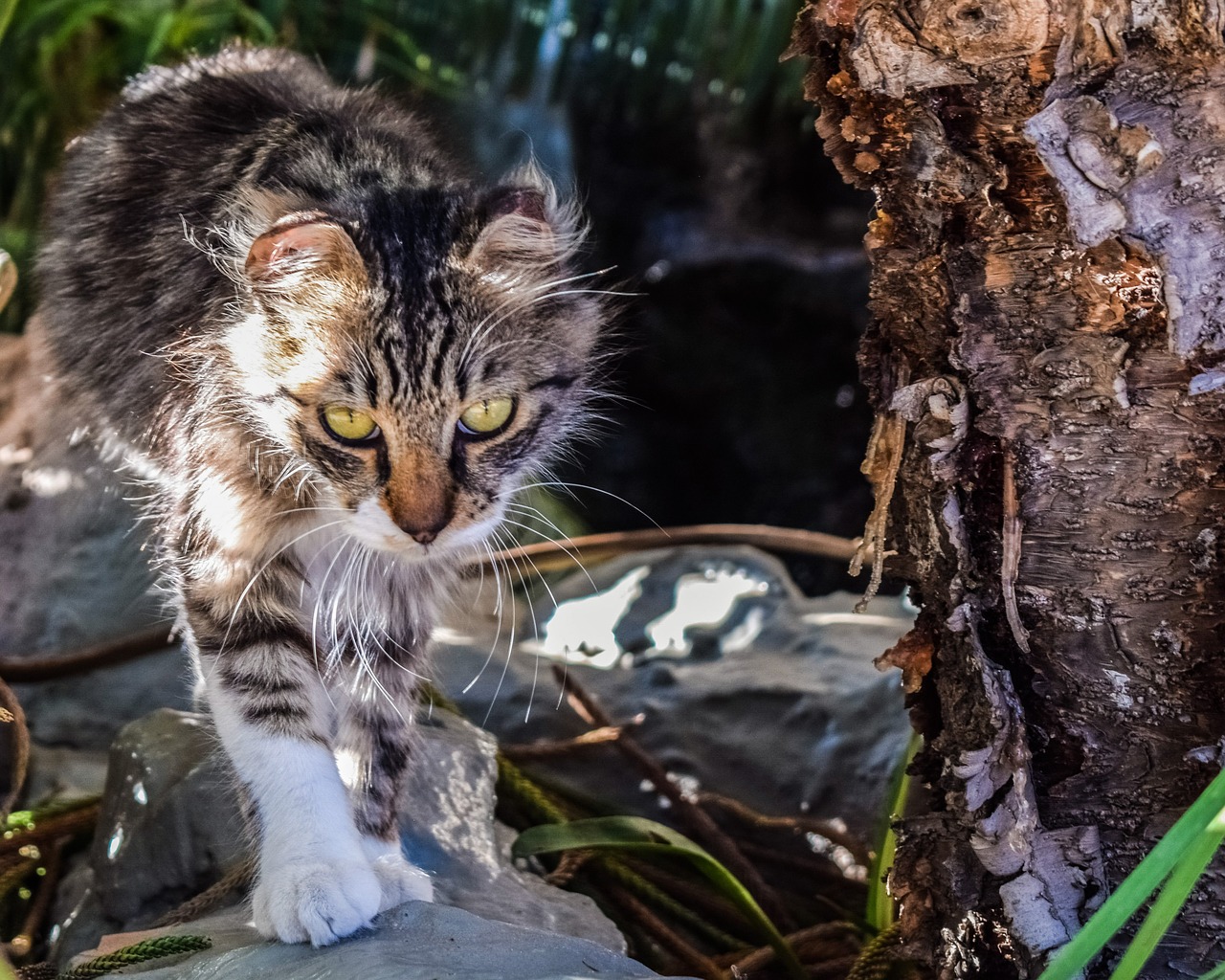 cat stray eyes free photo