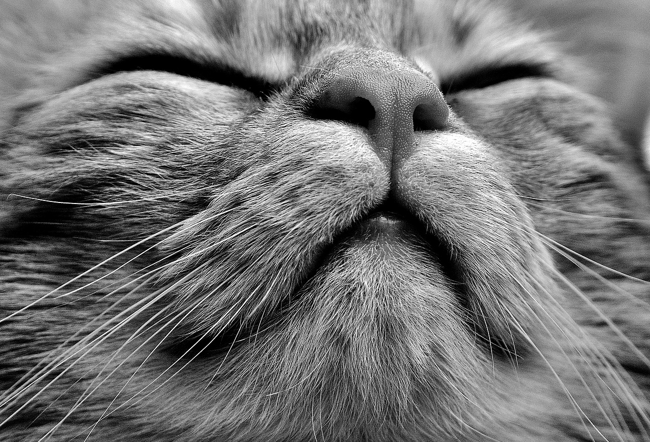 cat black and white cute free photo