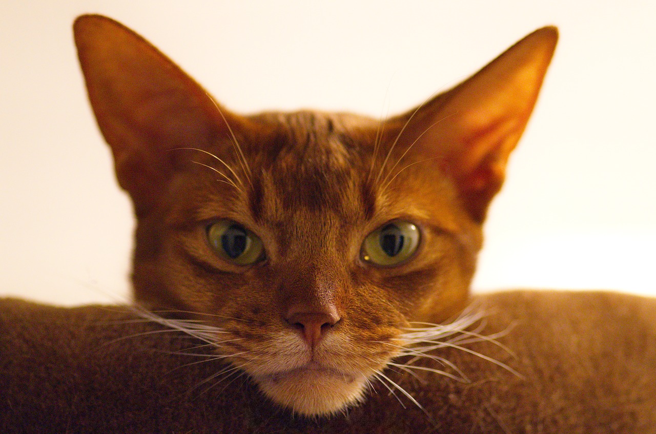 cat abyssinian cat's eyes free photo