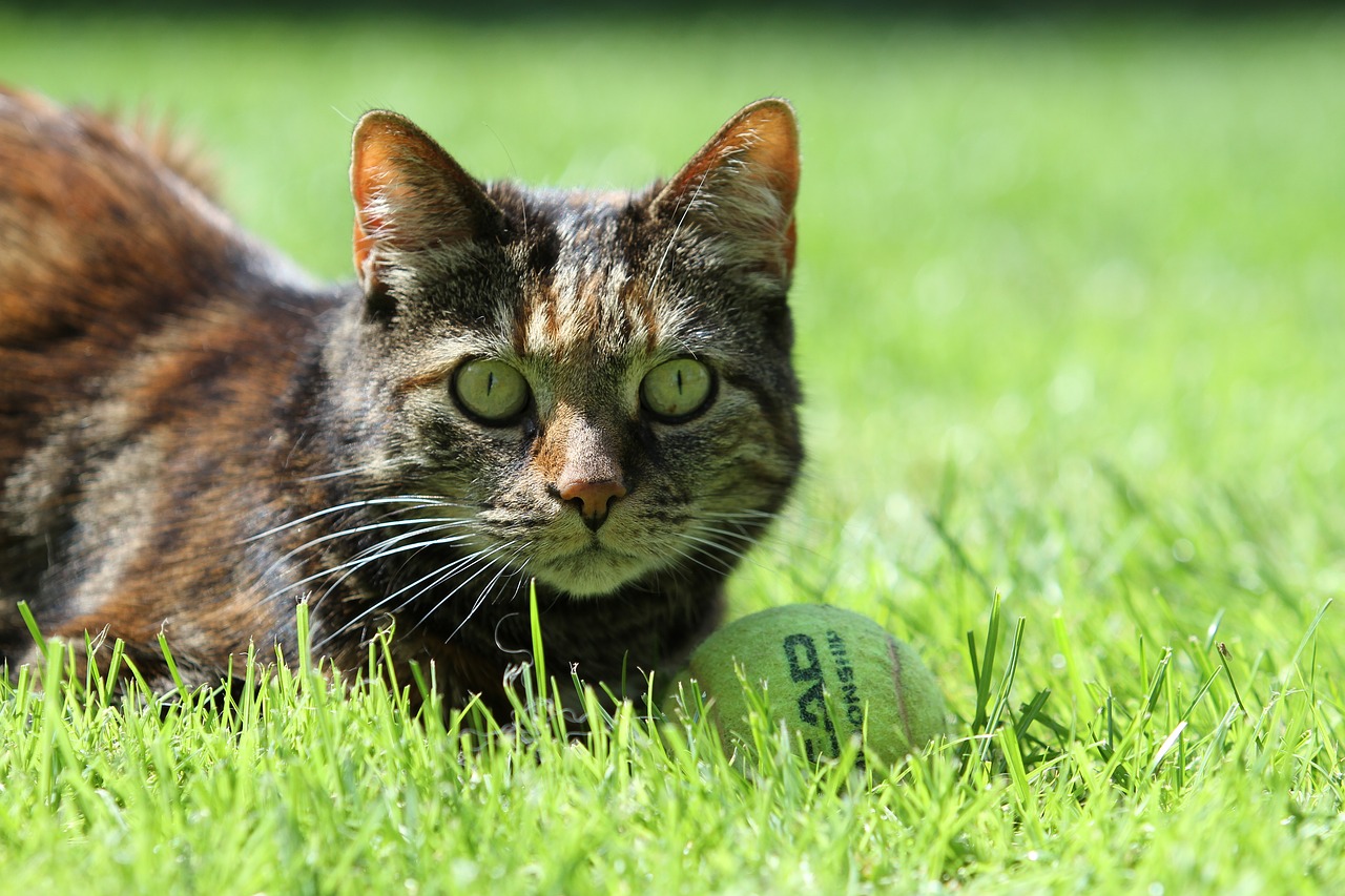 cat pet tortoise shell free photo