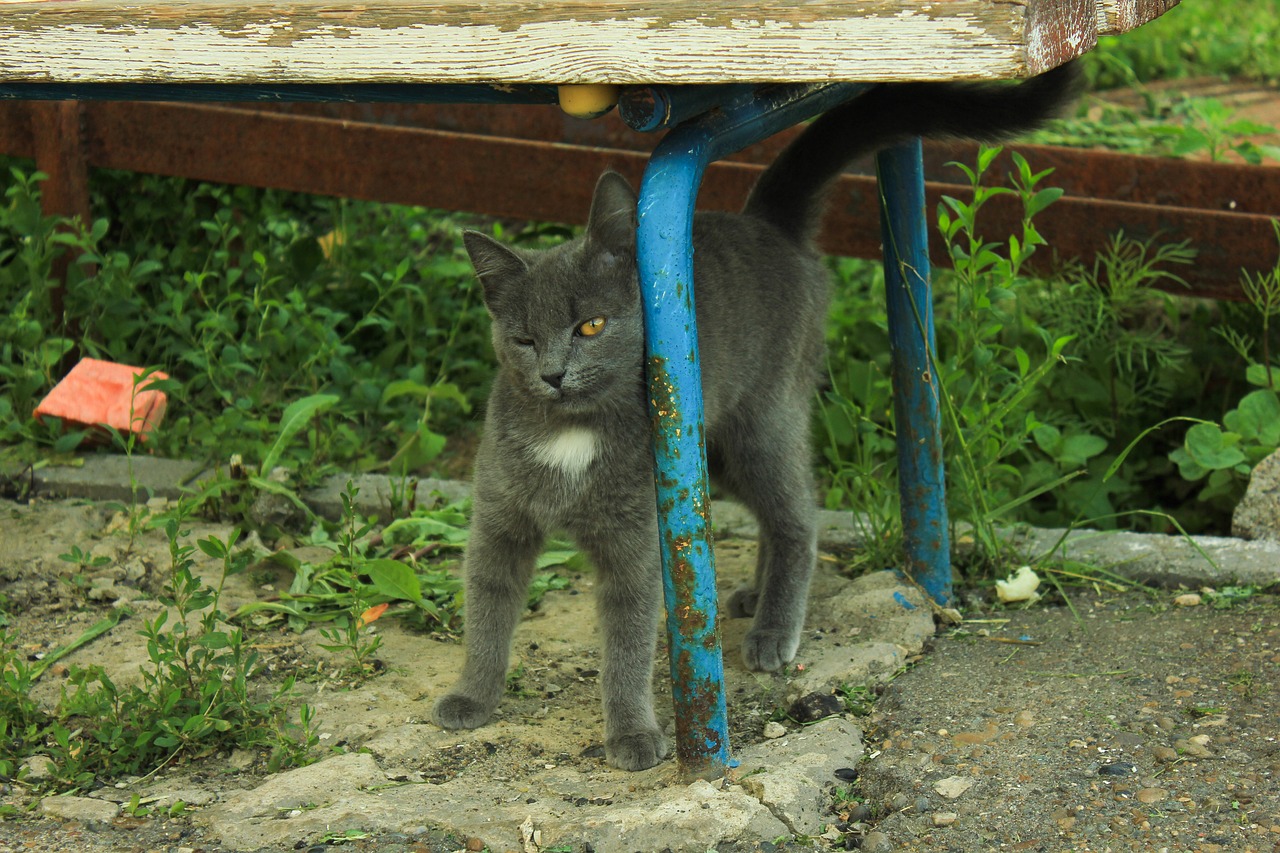 cat shop summer free photo