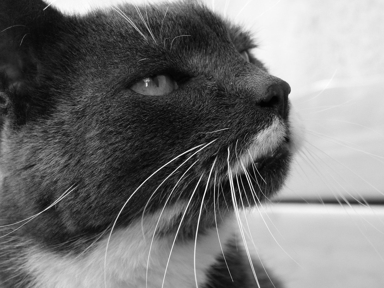 cat black and white whiskers free photo