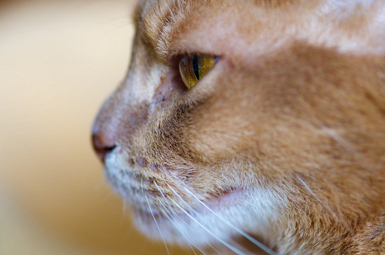 cat abyssinian domestic cat free photo