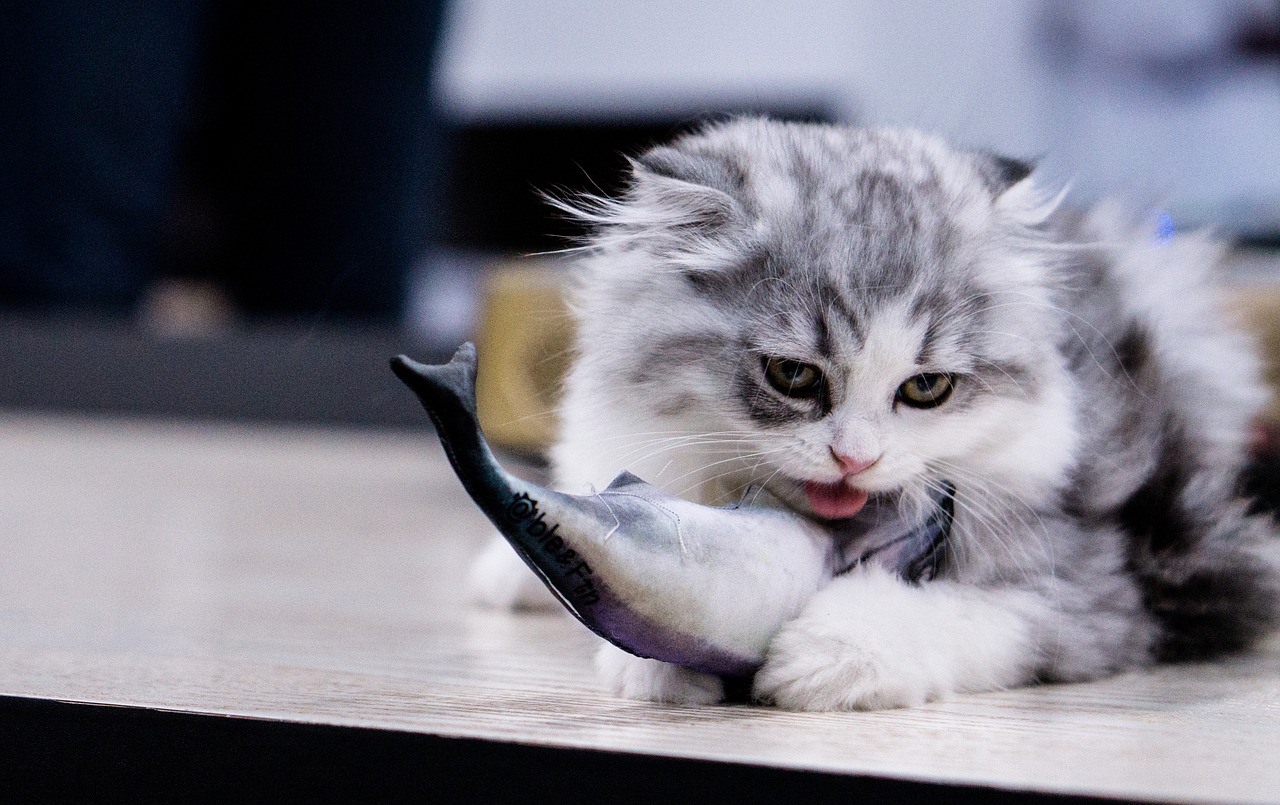 cat eat fish free photo