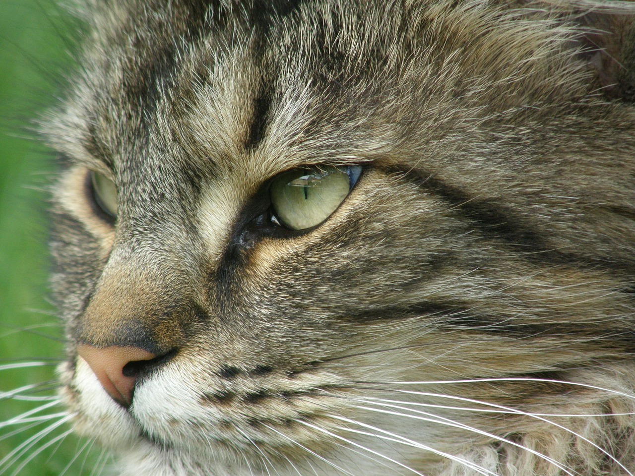 cat portrait norwegian forest cat free photo