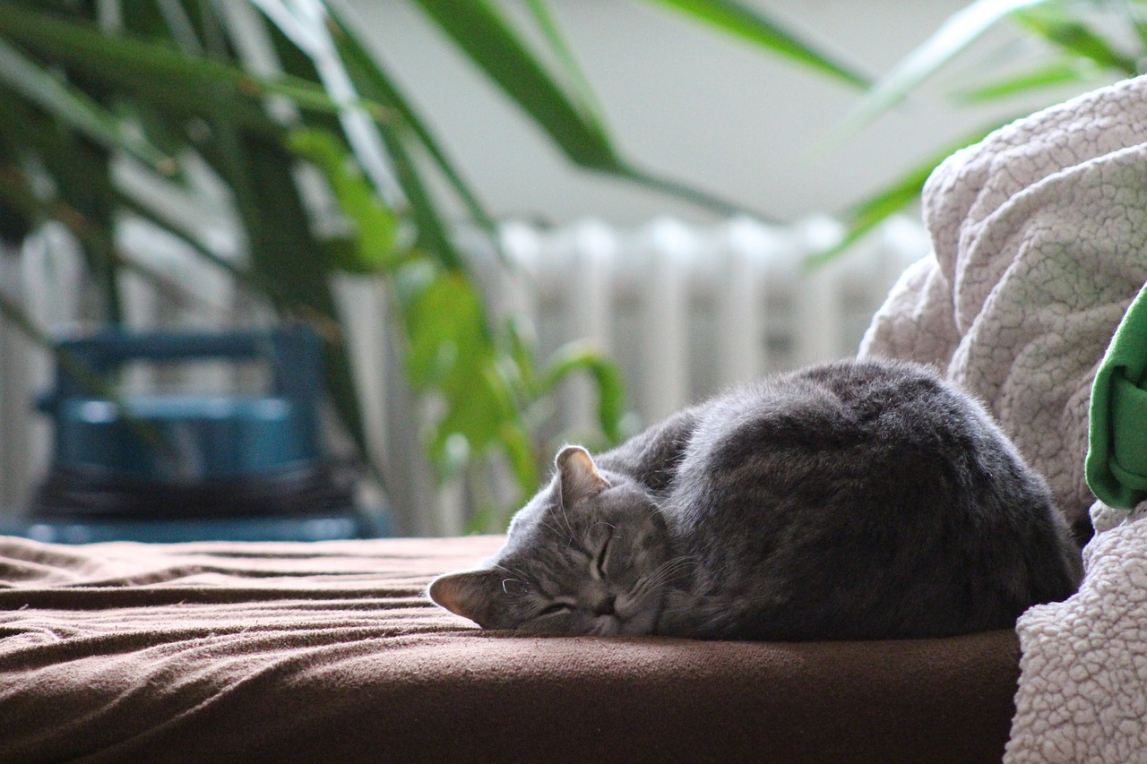 cat british shorthair cat sleeping cat free photo