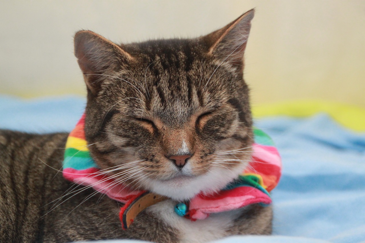 cat tabby rainbow free photo