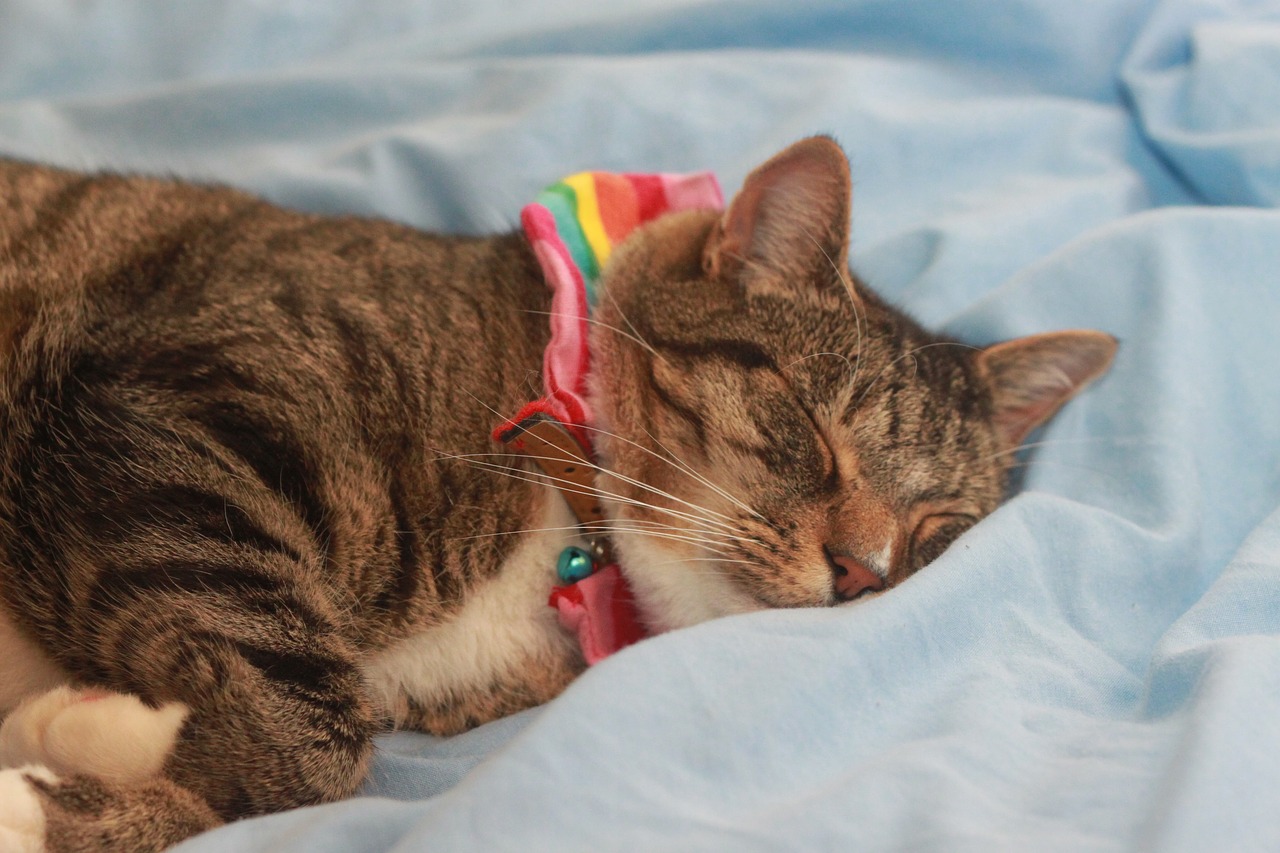 cat tabby rainbow free photo