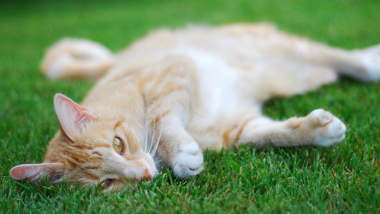 cat lying grass free photo