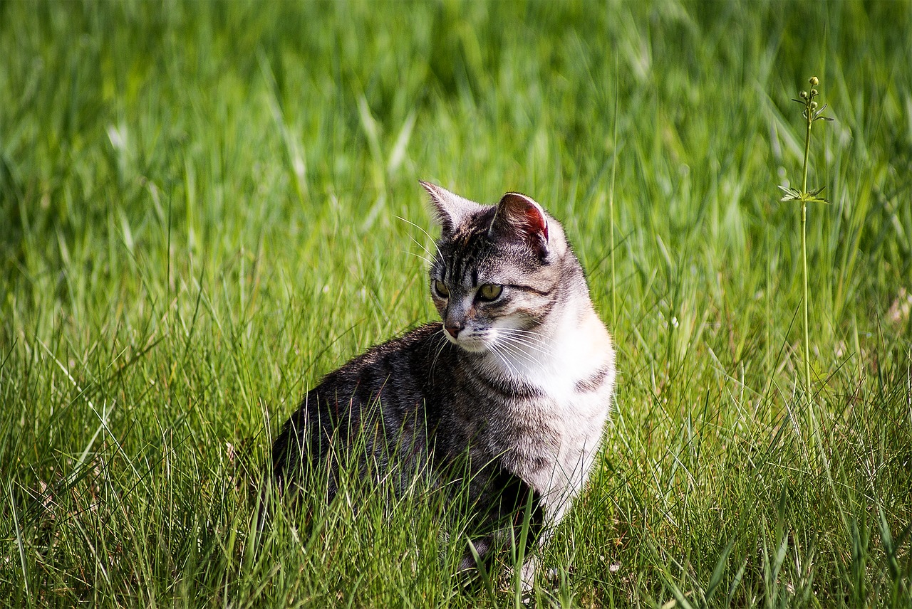 cat animal portrait grass free photo