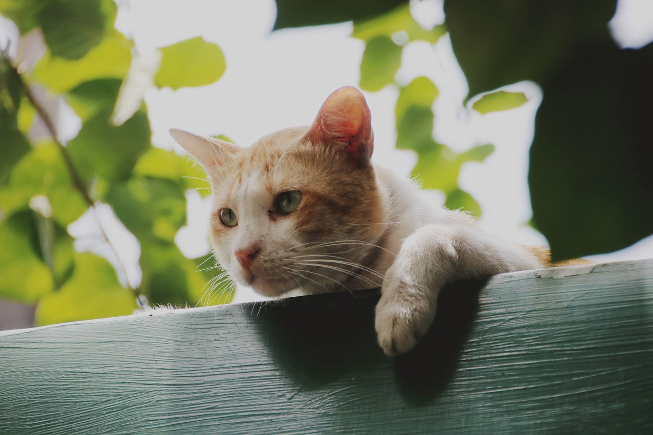 cat roof cute free photo