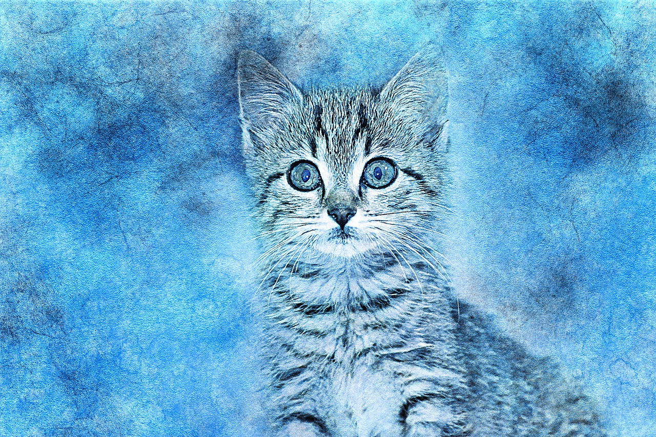 cat pet art free photo