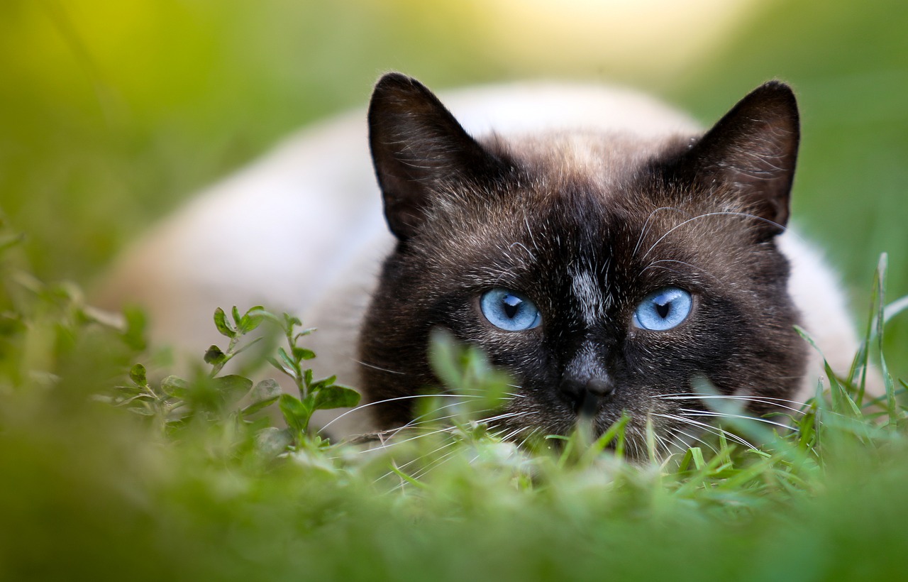 cat hunting siamese free photo