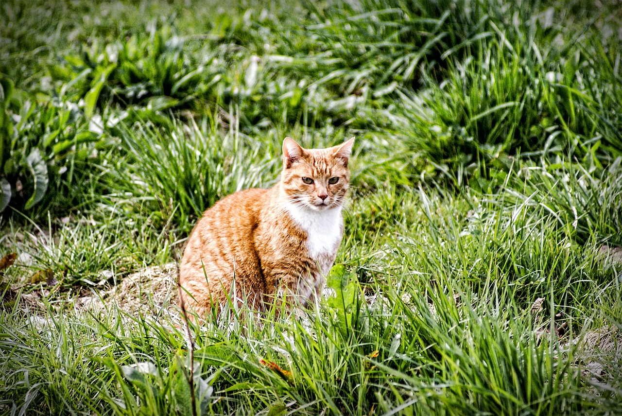 cat meadow red cat free photo