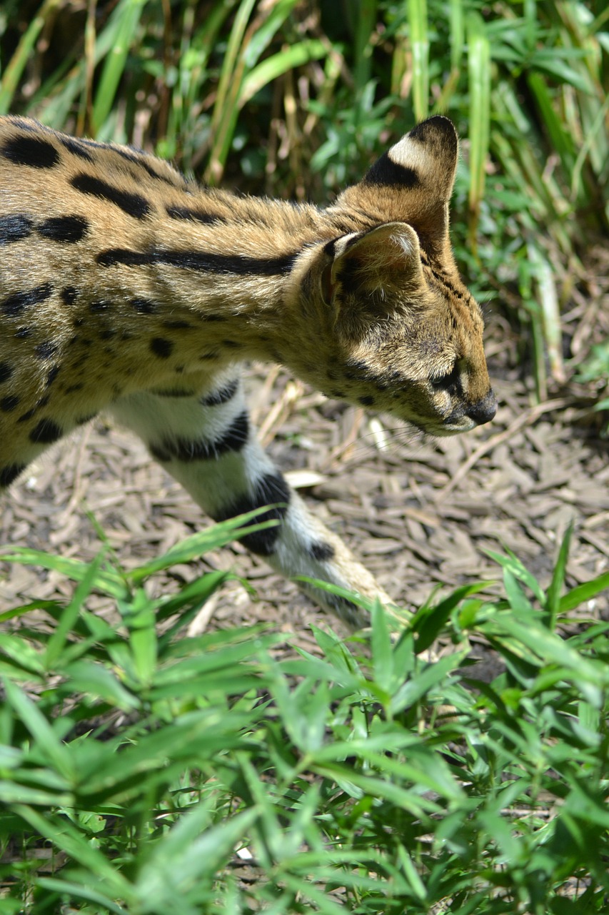 cat zoo wildcat free photo