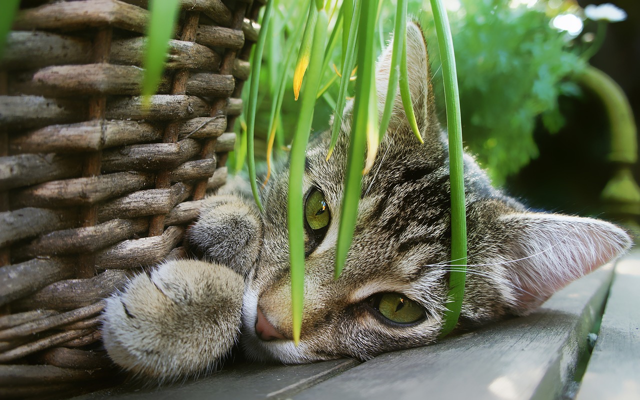 cat garden basket free photo