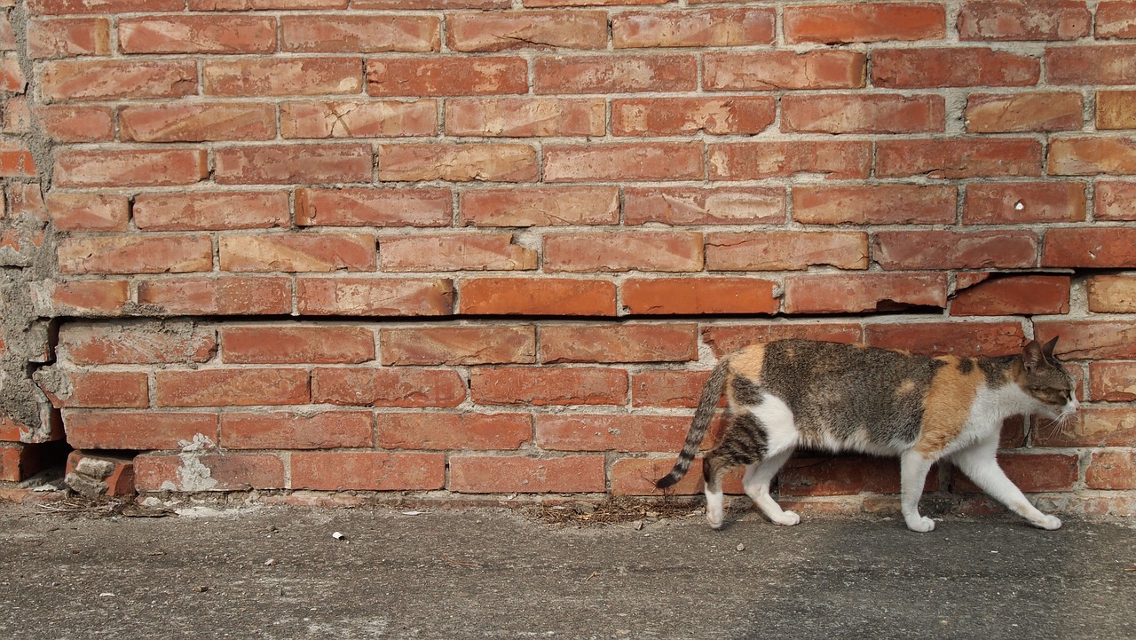 cat brick walls country free photo