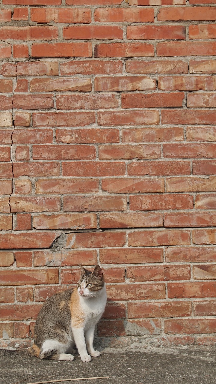 cat brick walls afternoon free photo