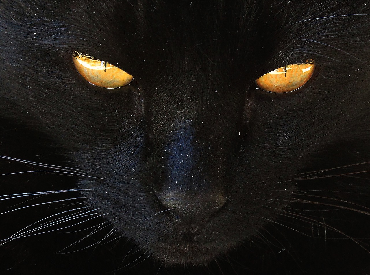 cat black cat yellow eyes free photo