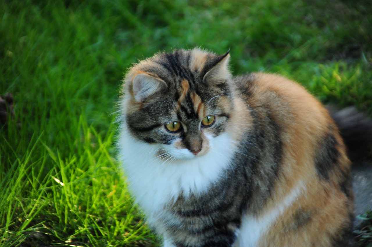 cat maine coon mix large free photo