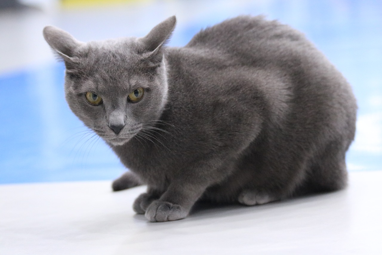 cat russian blue free pictures free photo