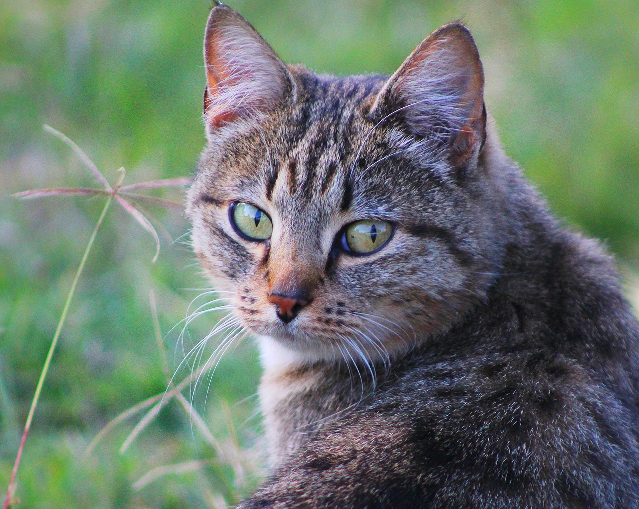 cat wild cat kitten free photo