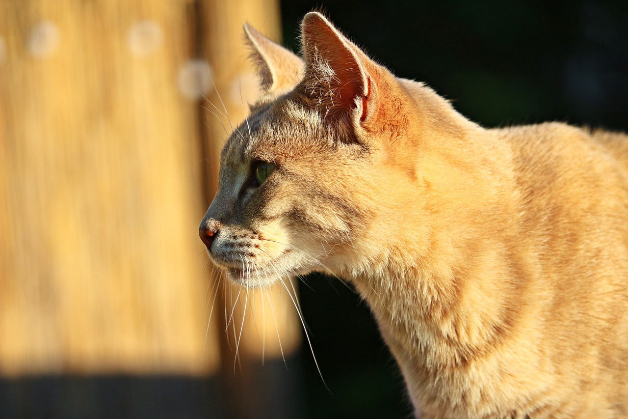 cat tiger cat mackerel free photo