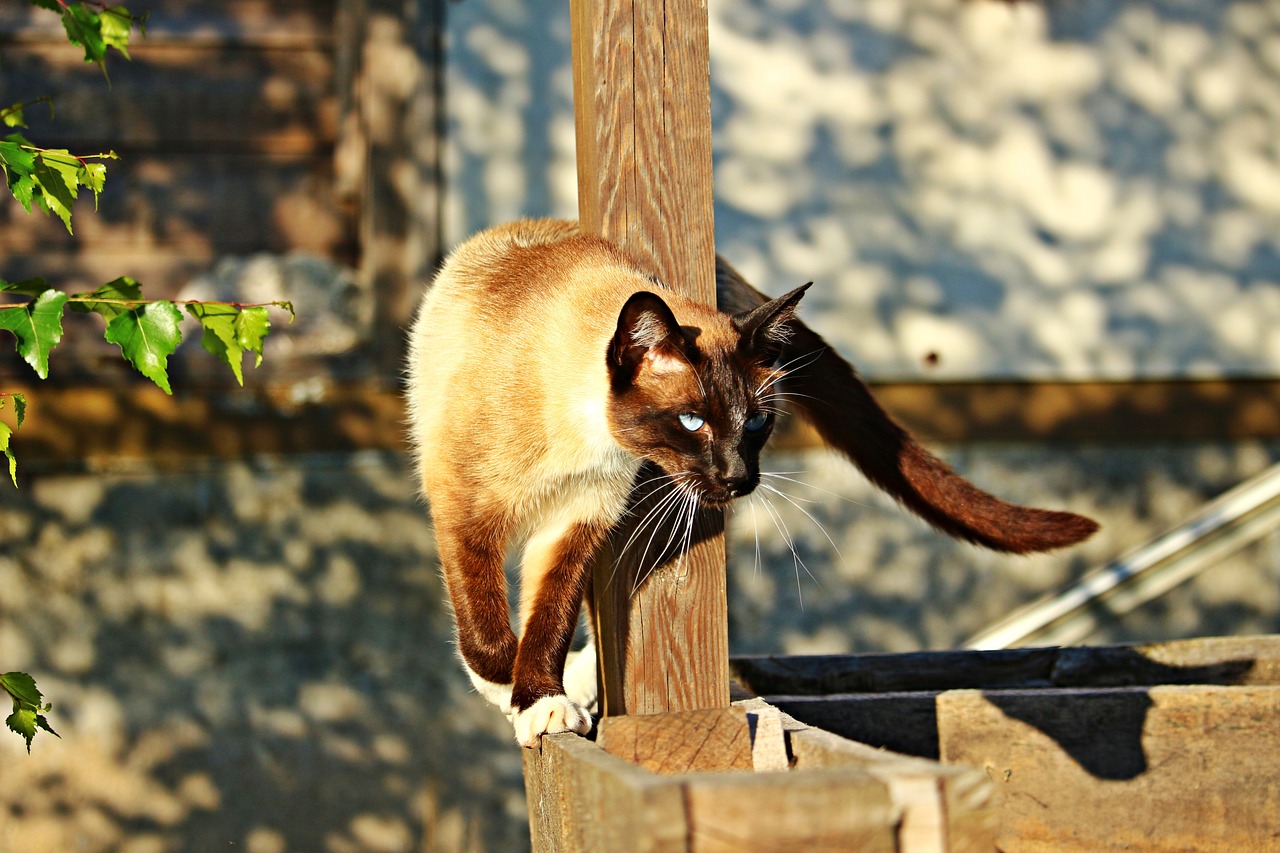 cat siam siamese cat free photo