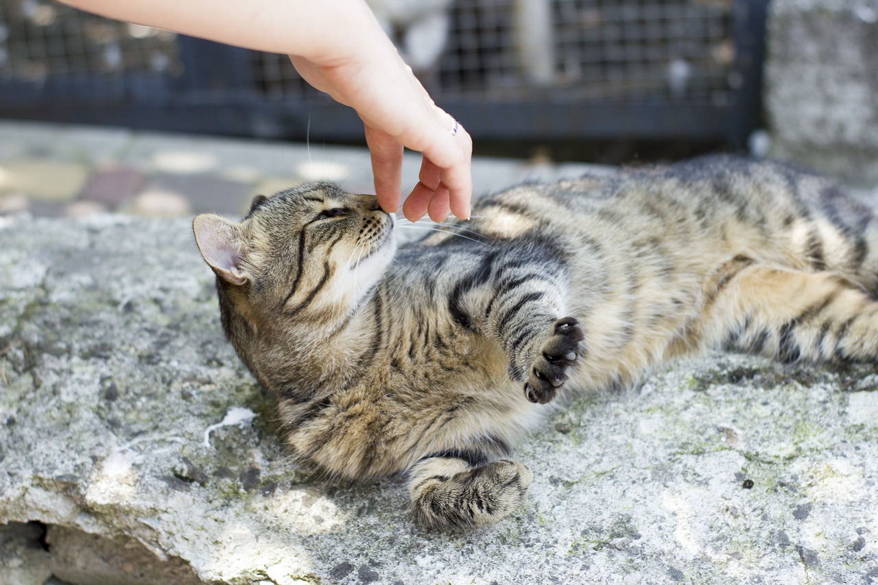 cat pet cat looking free photo